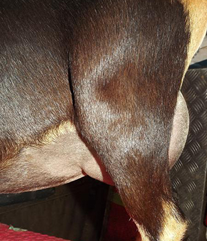 Old Mountain Farm Wild Parti